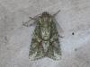 Dryobotodes eremita